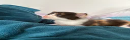 Mixed Breed cats for sale: Kittens - Advert 7