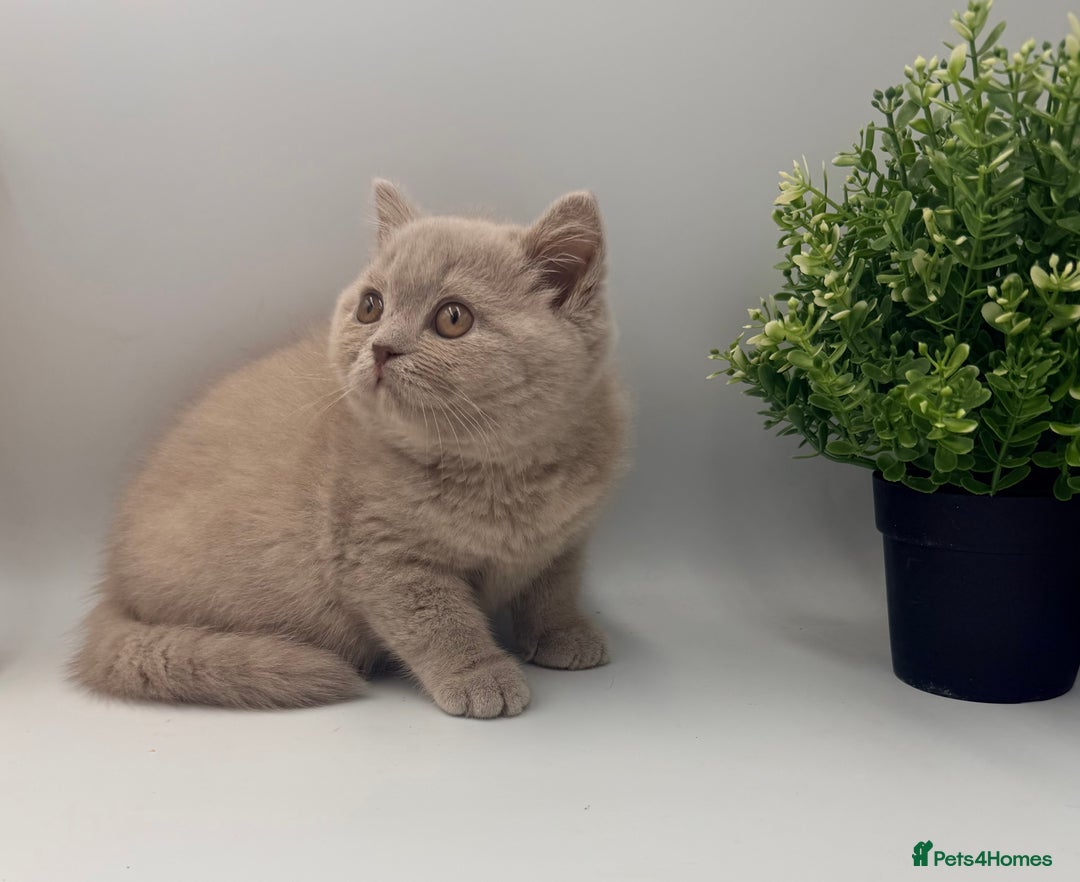 British Shorthair cats for sale: PEDIGREE REGISTERED CHUNKY BRITISH SHORTHAIRS  - Advert 2