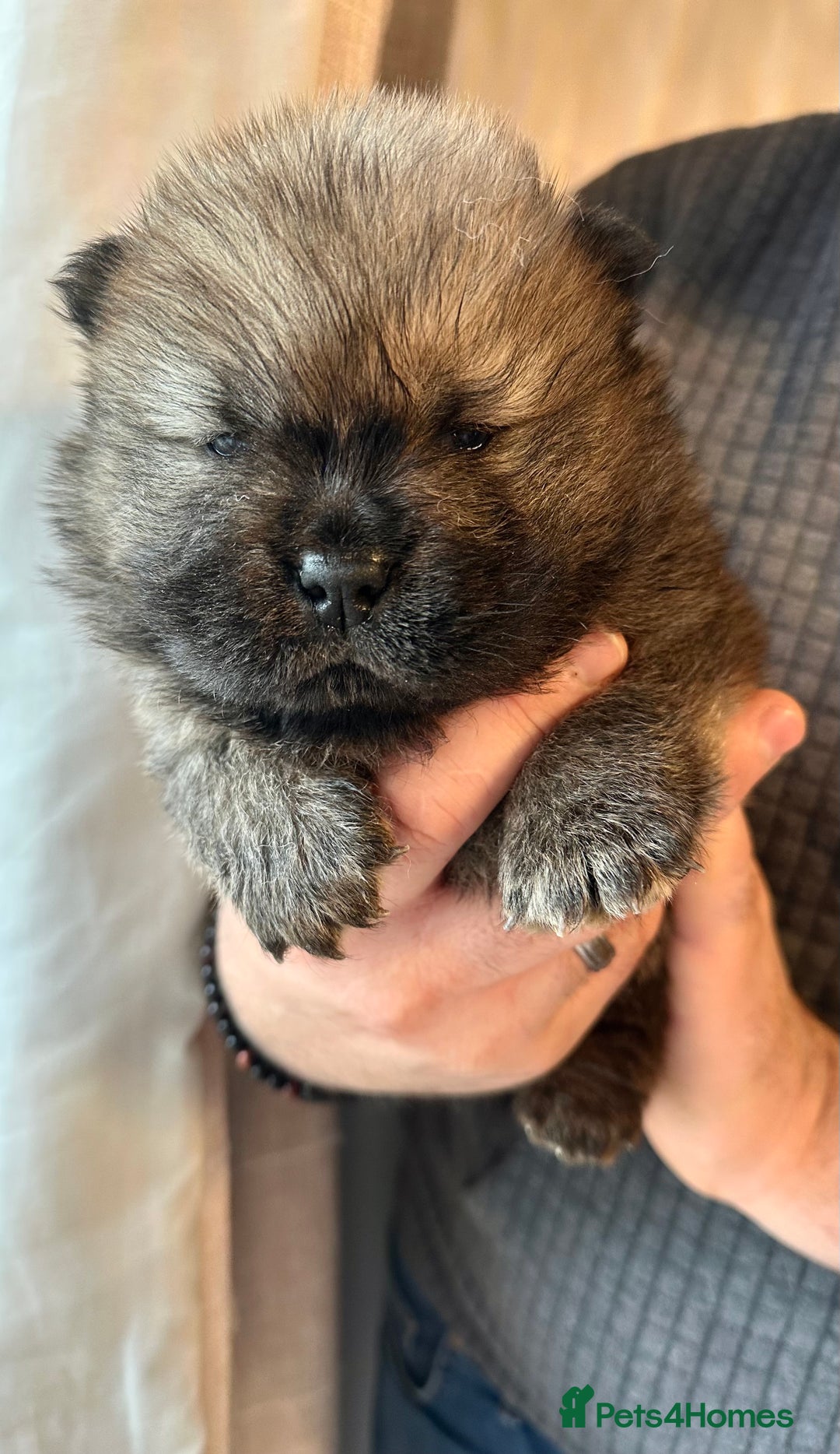 Chow Chow dogs for sale: Stunning KC registered Chow Chow puppies  - Advert 10