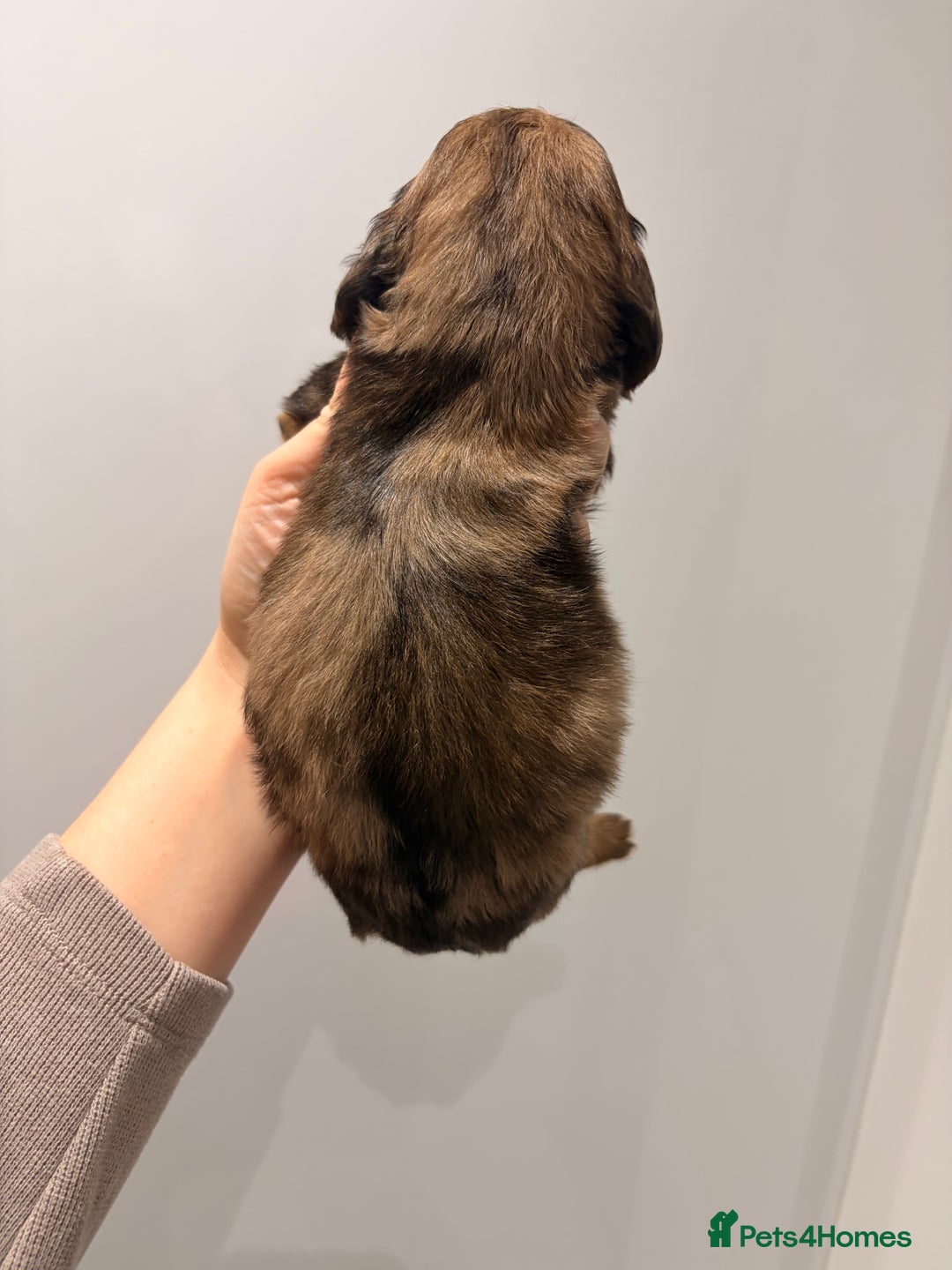 Miniature Dachshund dogs for sale: Quality Russian shaded red minis - Advert 37