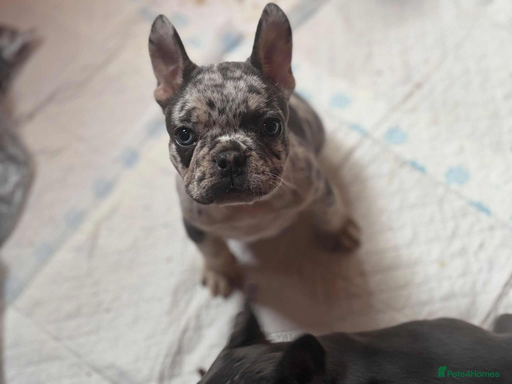 French Bulldog dogs 🐾 Beautiful French Bulldog Puppies 🐾 - Advert 3