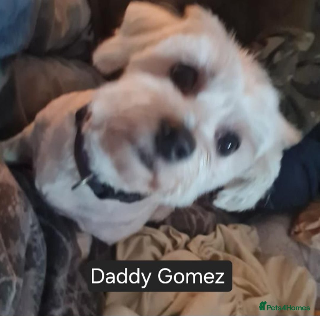 Maltese dogs for sale: Adorable Maltese puppies - Image 5