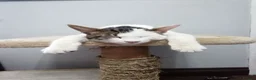 Mixed Breed cats for adoption: Black and white cat - Advert 8