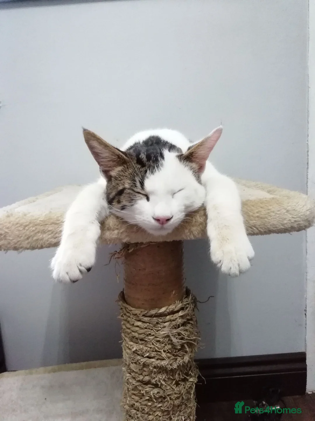 Mixed Breed cats for adoption: Black and white cat - Advert 8
