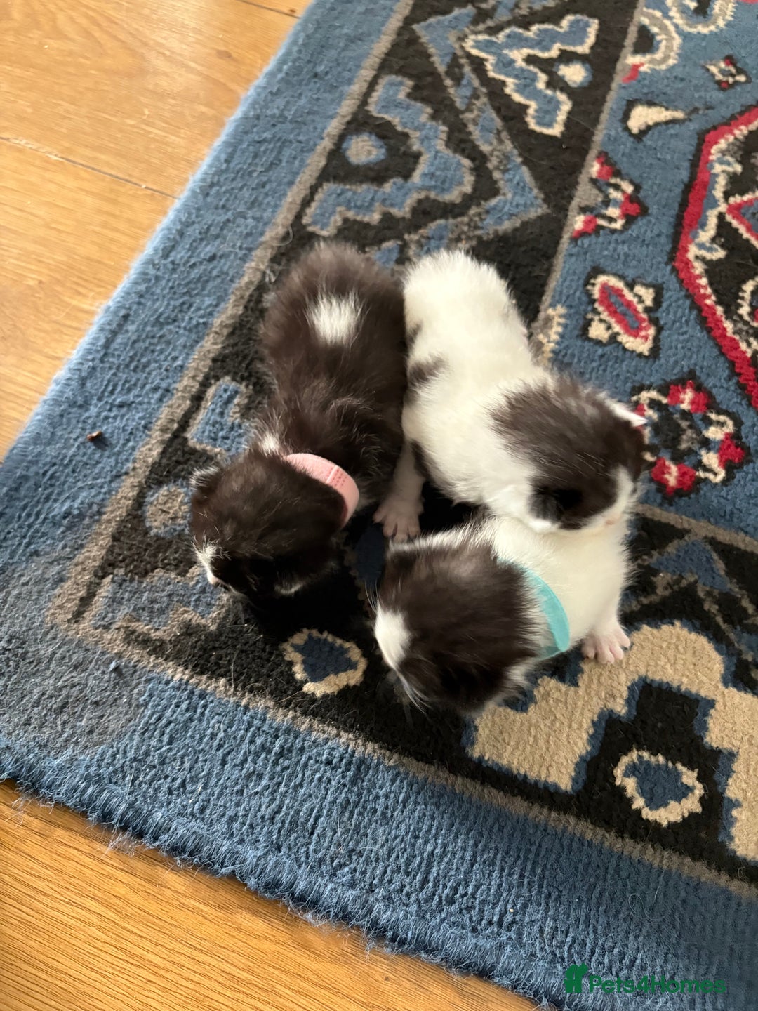 Ragdoll cats for sale: Ragdoll cross breed  - Image 11