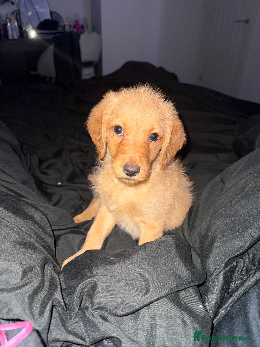 Labradoodle dogs for sale: Gorgeous Labradoodle pup  - Advert 2