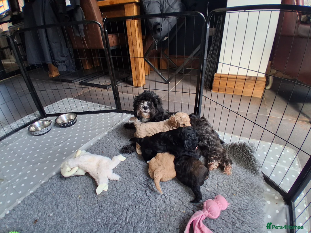 Shihpoo dogs for sale: Beautiful shihpoo puppies 2 boys 2 girls  - Advert 2