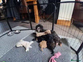 Shihpoo dogs Beautiful shihpoo puppies 2 boys 2 girls in Sutton-in-Ashfield - Advert 1