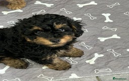 Poochon dogs for sale: Poochon male puppies  - Image 16