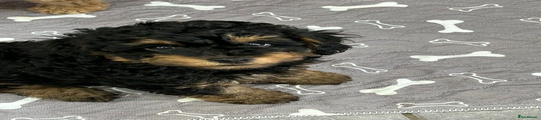 Poochon Puppy 3