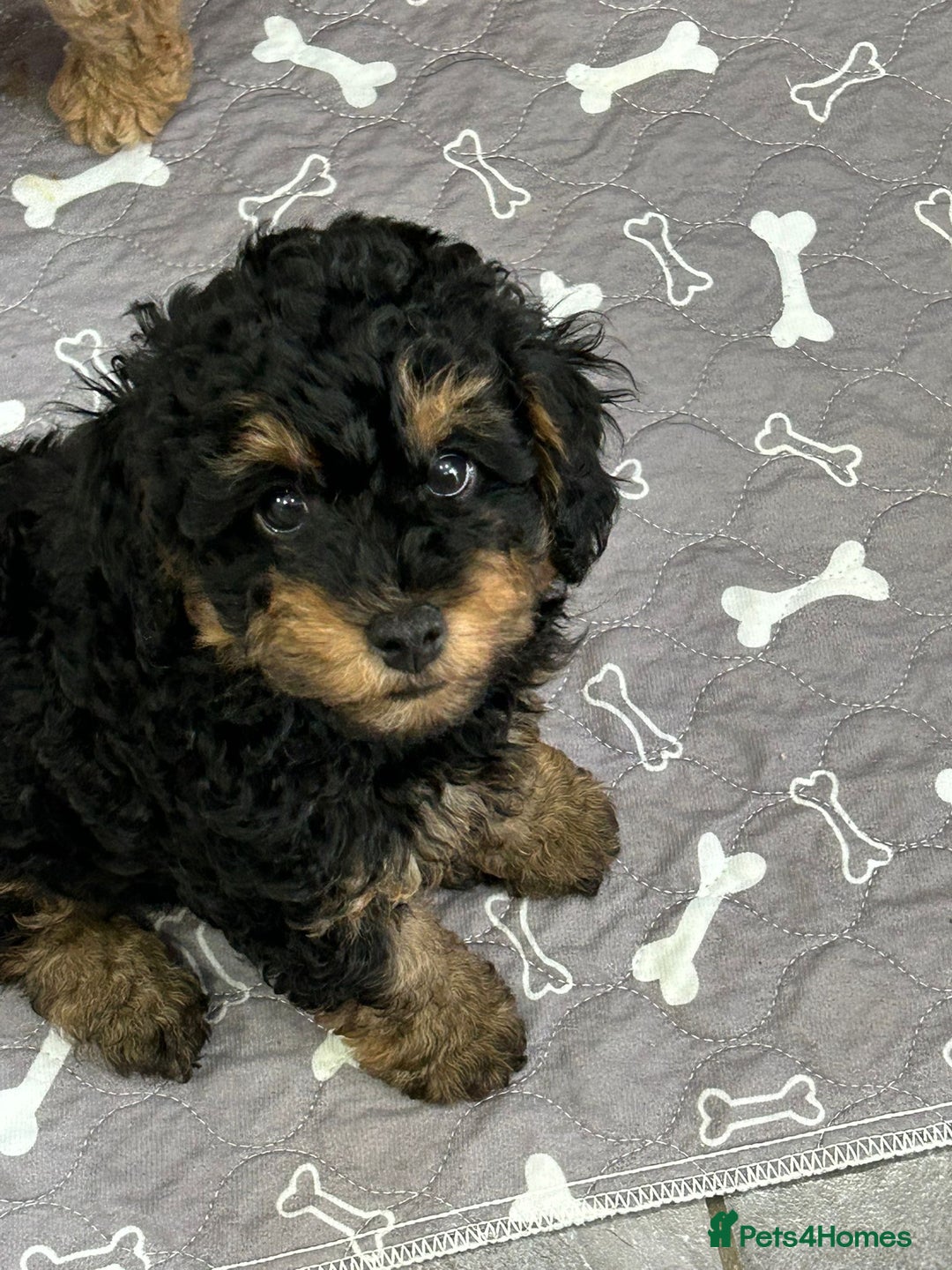 Poochon dogs for sale: Poochon male puppies  - Image 16