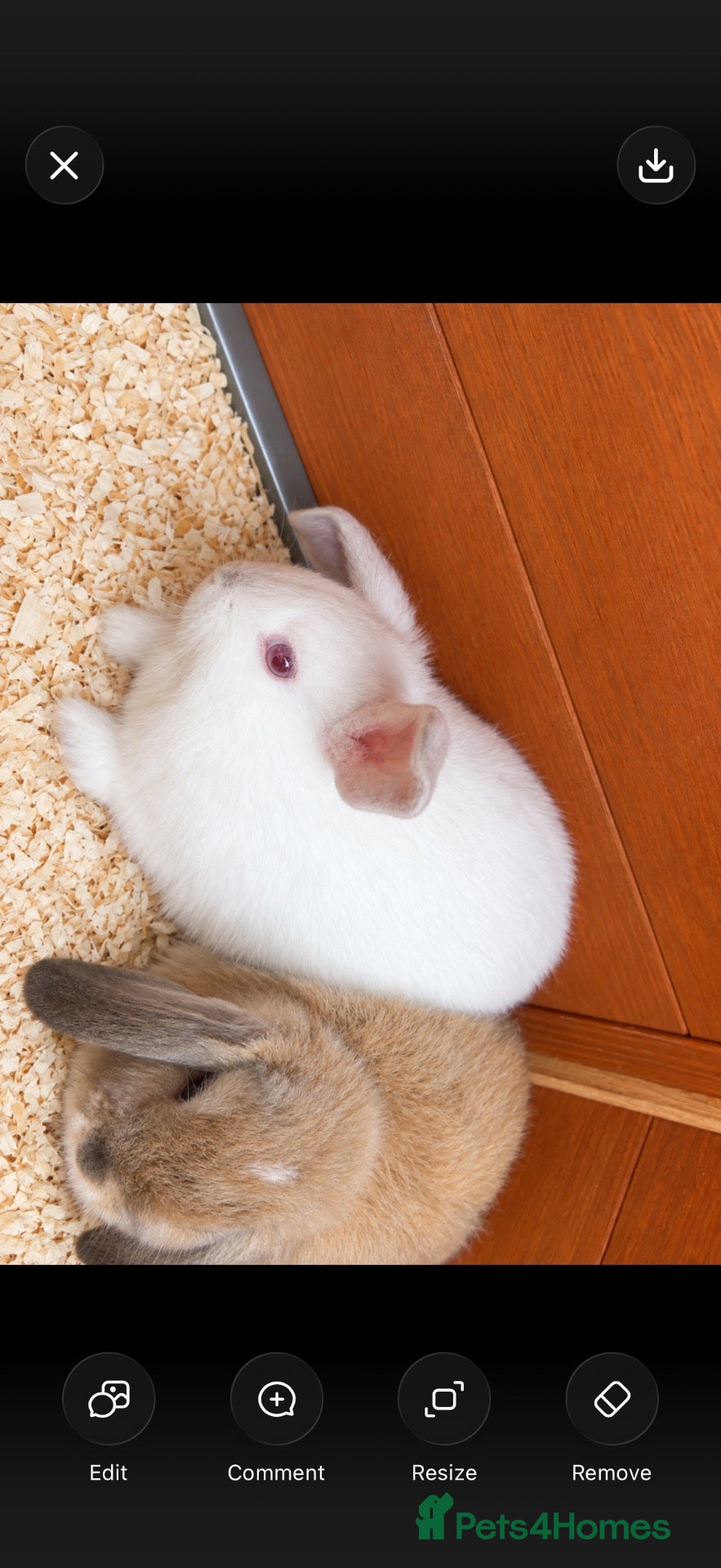 Mini Lop rabbits Mini lop babies  - Advert 2