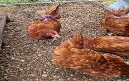 Chickens poultry for sale: Rhode Island Hybrids - Image 2