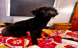 Toy Poodle dogs for sale: TOY POODLE PUPPIES 2 GIRLS 1 BOY LEFT - Image 13