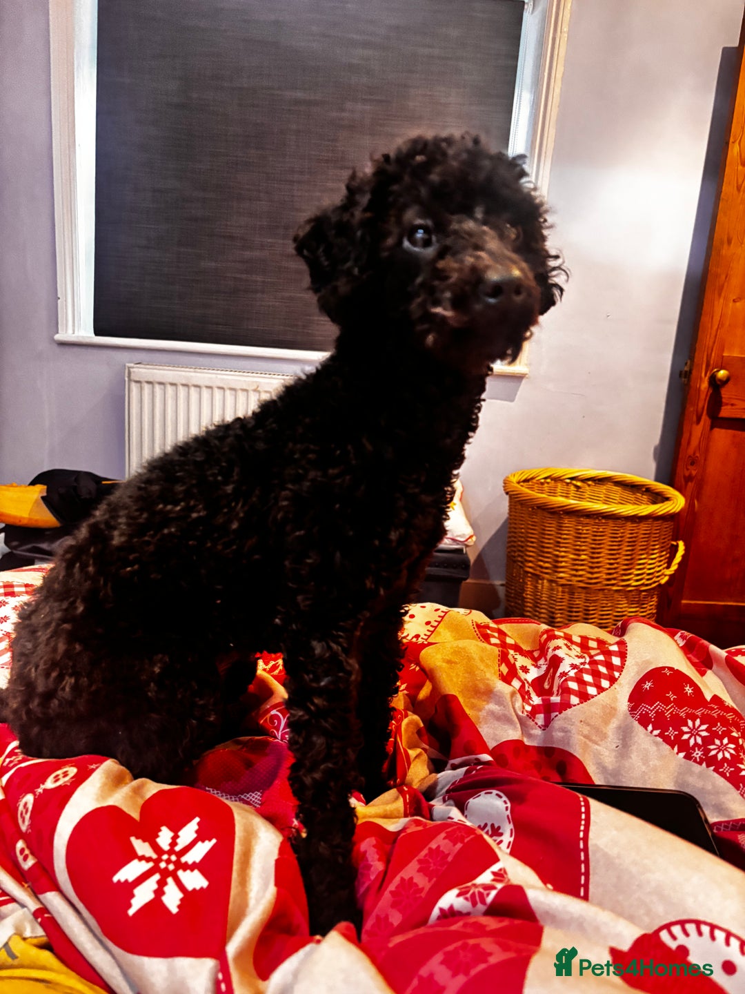 Toy Poodle dogs for sale: TOY POODLE PUPPIES 2 GIRLS 1 BOY LEFT - Image 13