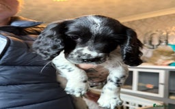 Cocker Spaniel dogs for sale: REDUCED & READY NOW 2 girl COCKERS - Advert 26