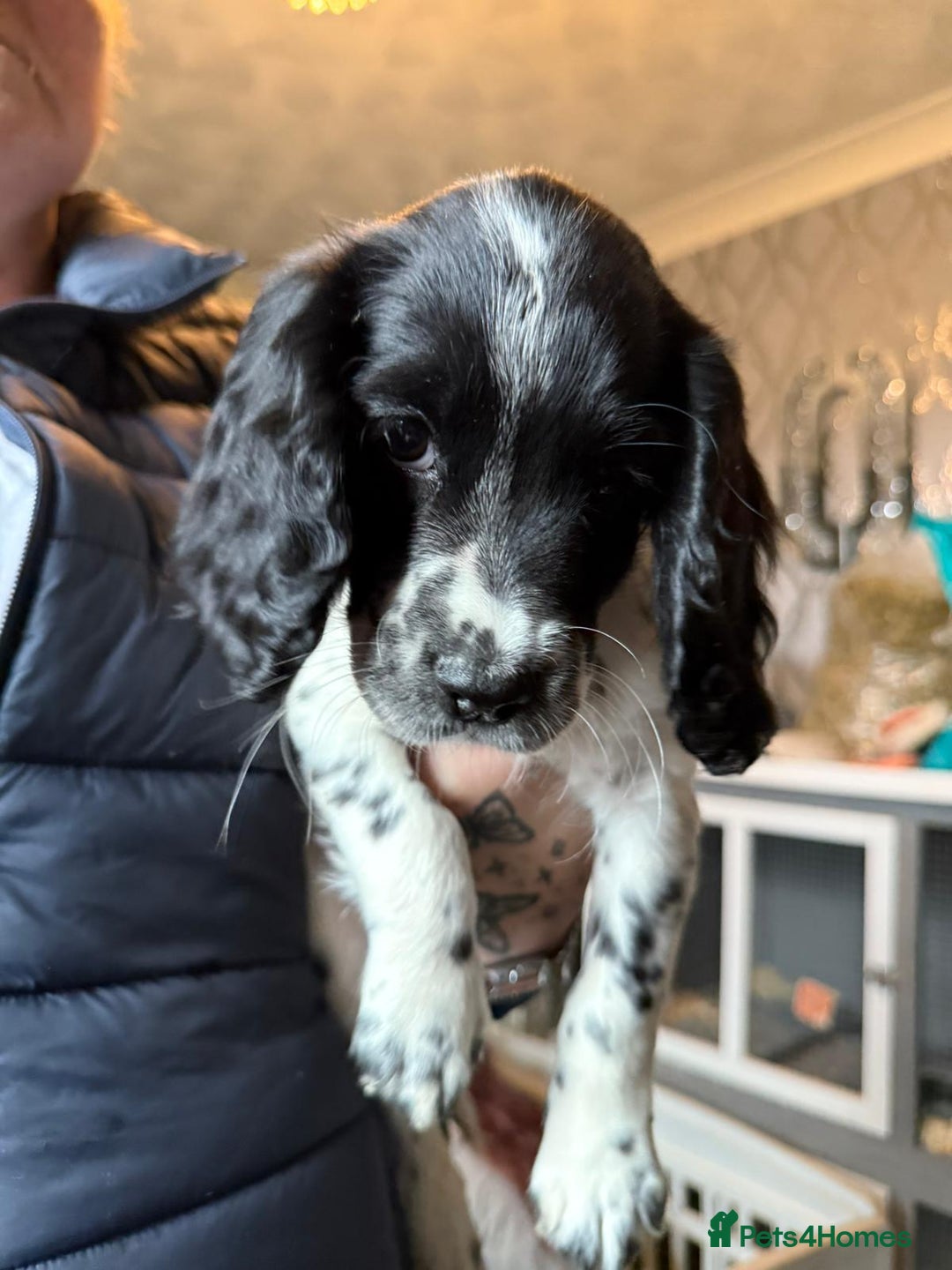 Cocker Spaniel dogs for sale: REDUCED & READY NOW 2 girl COCKERS - Advert 26