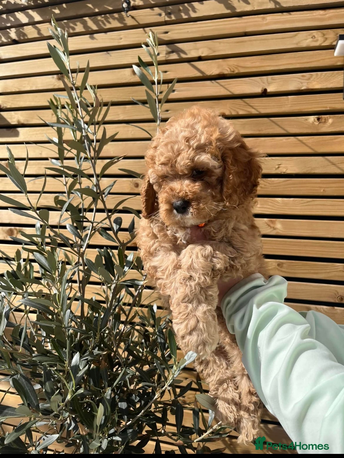 Cockapoo dogs Beautiful male cockapoo puppy  - Advert 5