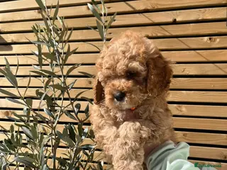 Cockapoo dogs Beautiful male cockapoo puppy - Advert 5