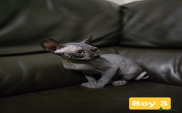 Sphynx cats for sale: 🌟 Sphynx Kittens – 5 Friendly Boys Ready Soon! 🌟 - Image 7