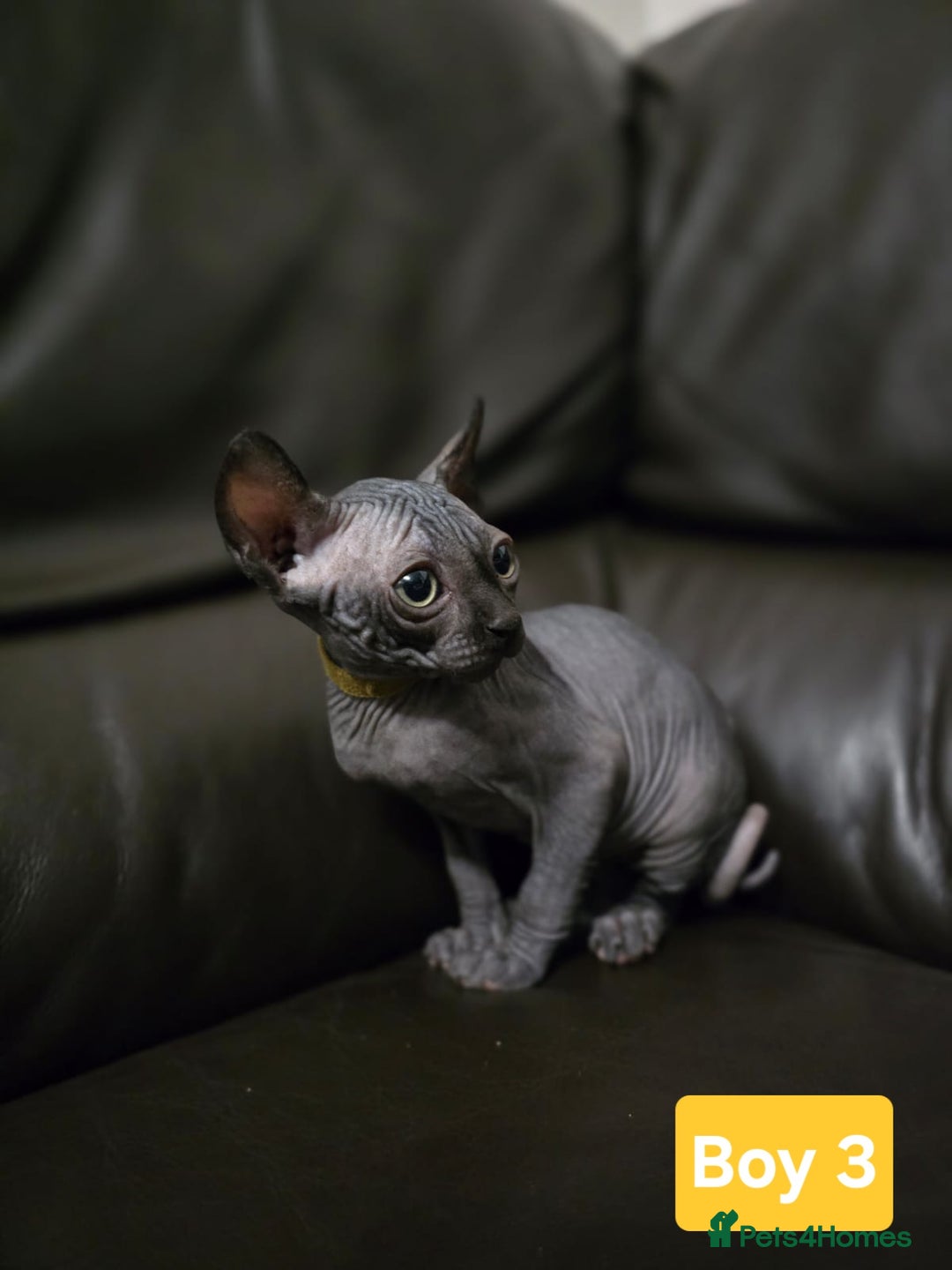 Sphynx cats for sale: 🌟 Sphynx Kittens – 5 Friendly Boys Ready Soon! 🌟 - Image 7