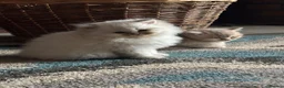 British Longhair cats for sale:  GCCF reg British Longhair/Shorthair Kittens in Okehampton - Advert 3