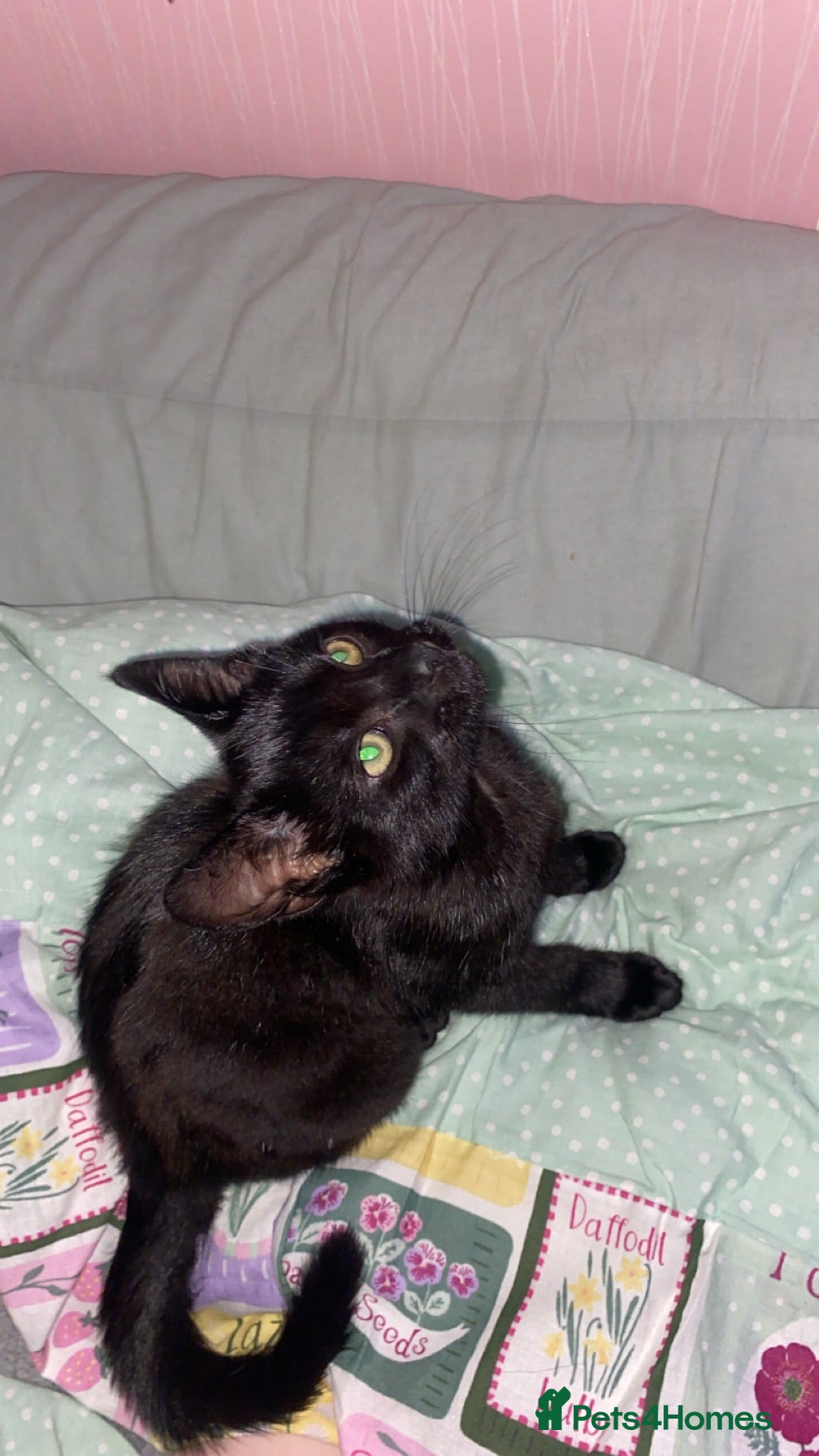 Mixed Breed cats boy kitten  - Advert 1