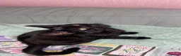 Mixed Breed cats for sale: boy kitten  in Leeds - Advert 1