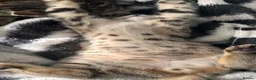 Mixed Breed cats for sale: Stunning Bengal mix Kitten  - Advert 6