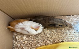 Guinea Pig rodents for sale: 2 male guniea pigs - Image 3