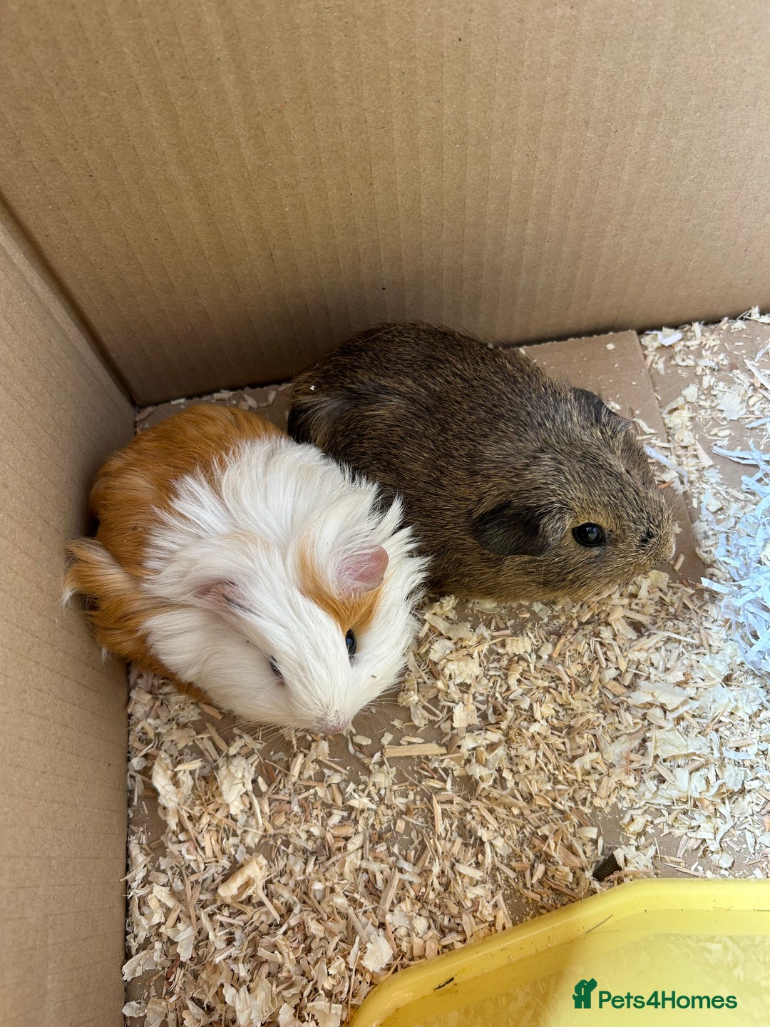 Guinea Pig rodents for sale: 2 male guniea pigs - Image 3