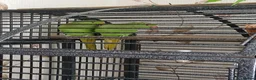 Parakeets birds for sale: 2 Parakeets in Cradley Heath - Advert 3