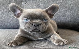 French Bulldog dogs for sale: Family Raised French Bulldog Puppies- Vet Approved - Image 4