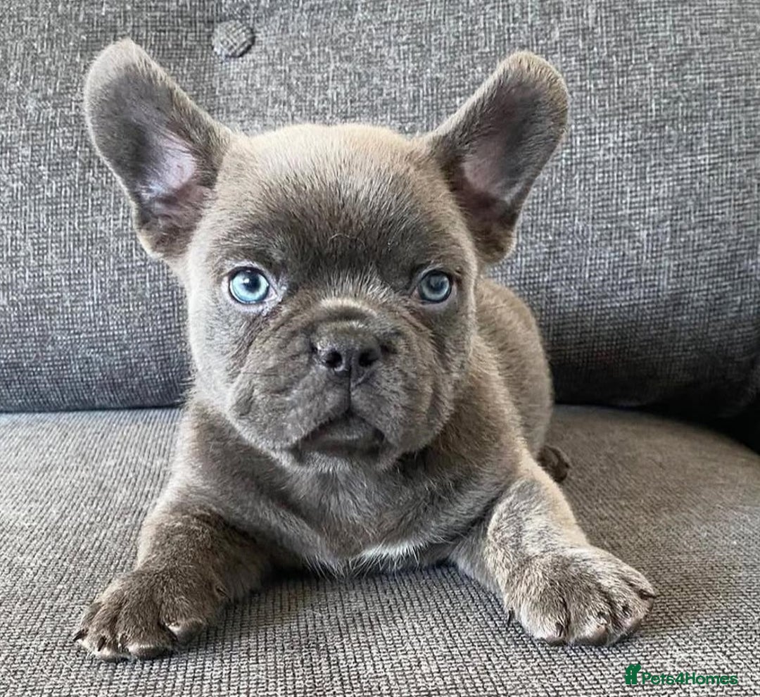 French Bulldog dogs for sale: Family Raised French Bulldog Puppies- Vet Approved - Image 4