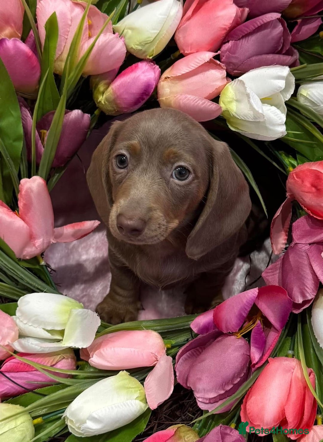 Miniature Dachshund dogs for sale: Miniature dachshunds - Advert 24