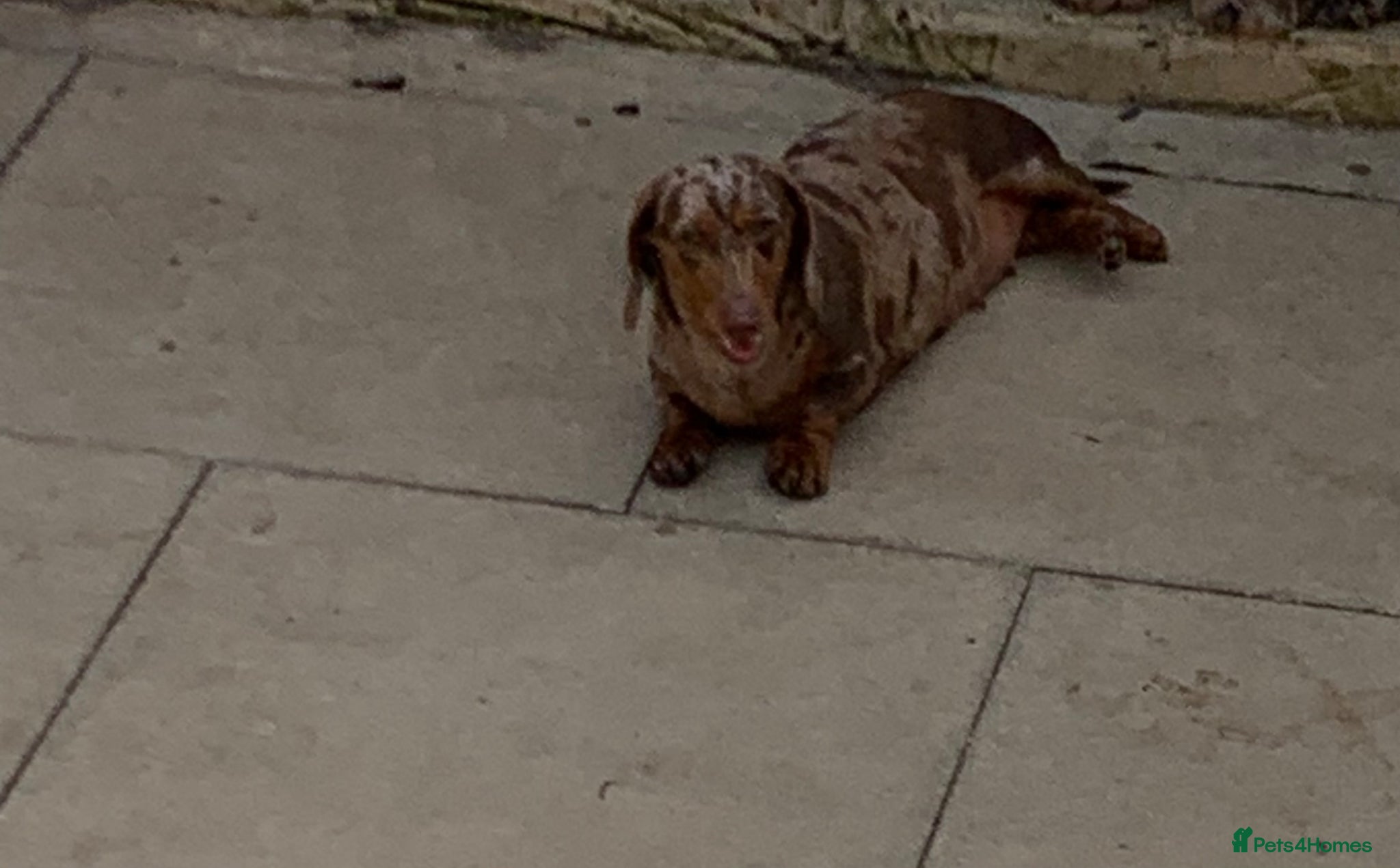 Miniature Dachshund dogs Minature daschund female (Health tested parents) - Advert 2