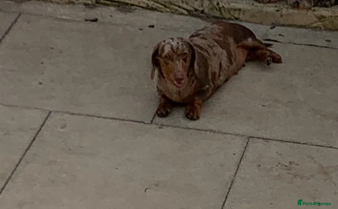 Miniature Dachshund dogs for sale: 3 years old Minature daschund female  - Advert 2