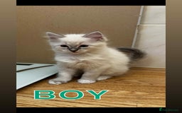 Ragdoll cats for sale: RAGDOLL KITTENS❣️FUR BABIES READY TO GO - Image 3