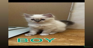 Ragdoll cats - Advert 13