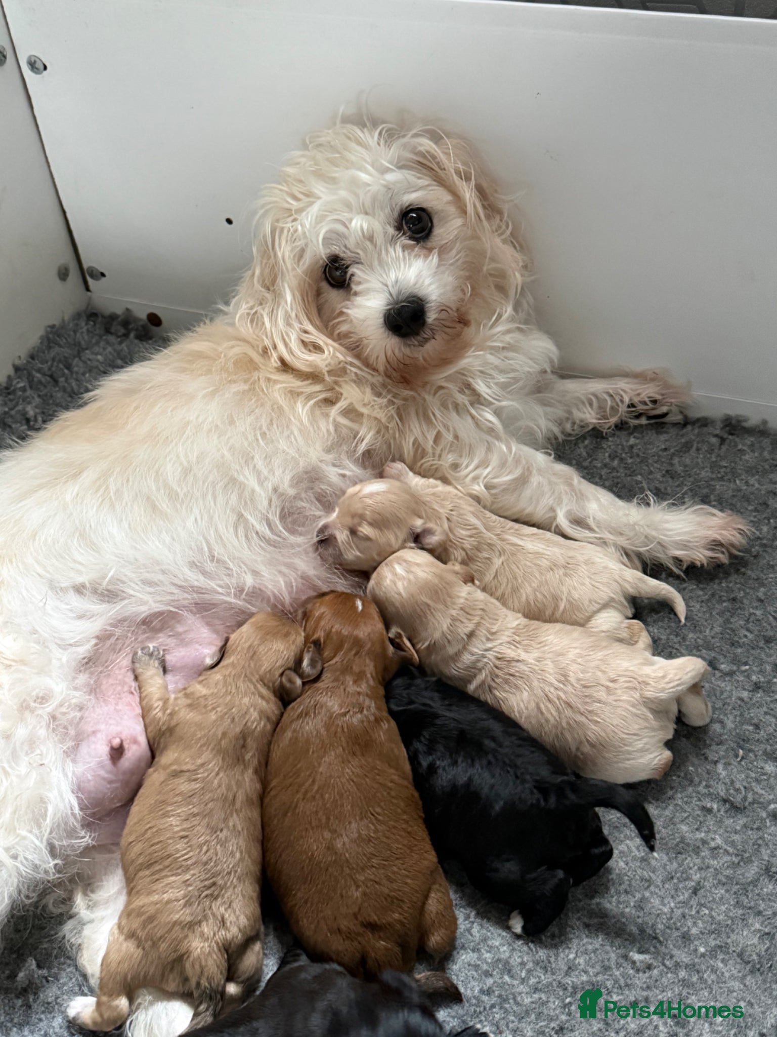 Maltipoo dogs Outstanding Maltipoo puppies - Advert 1