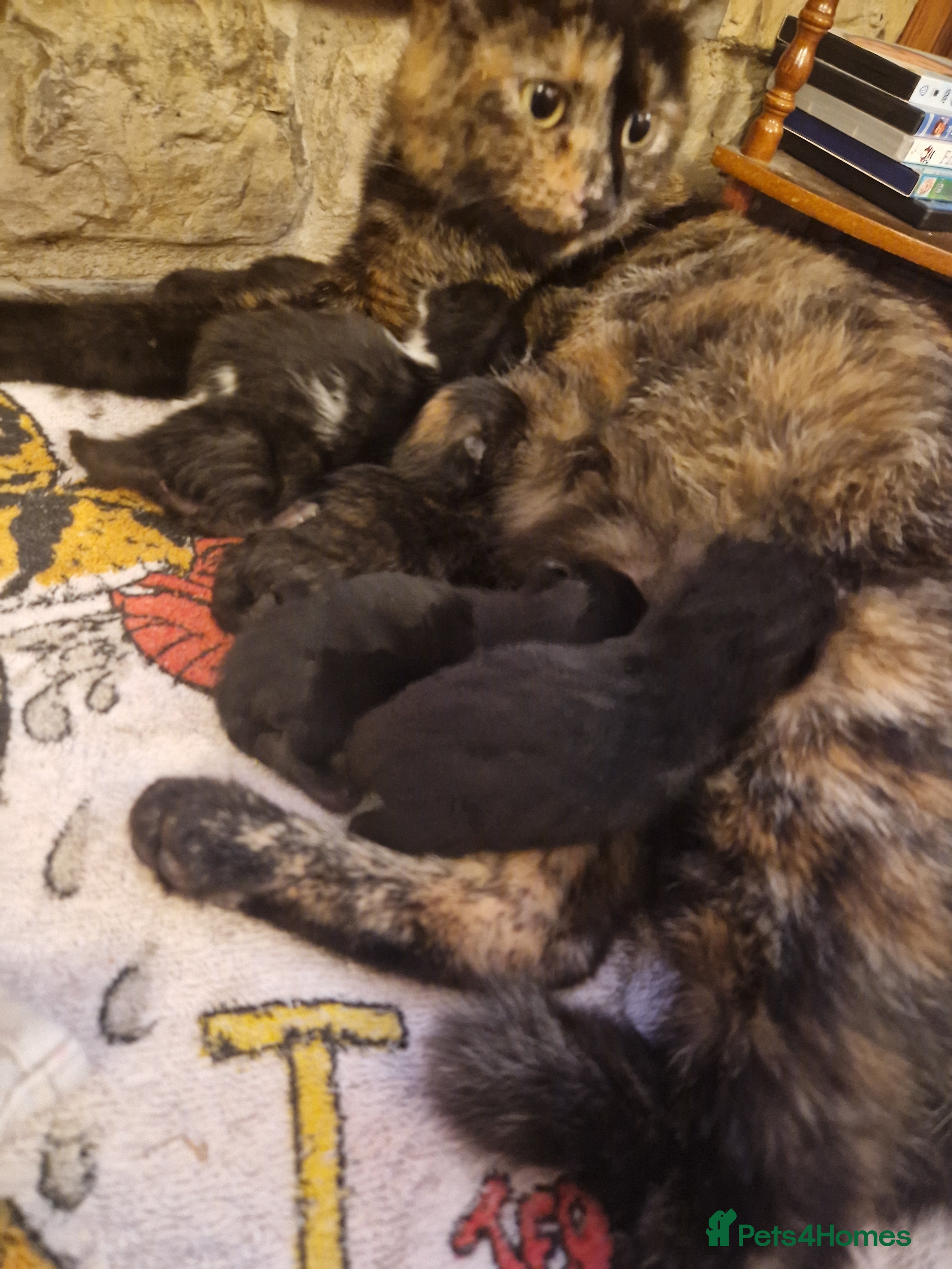 Domestic Shorthair cats black kittens  - Advert 6