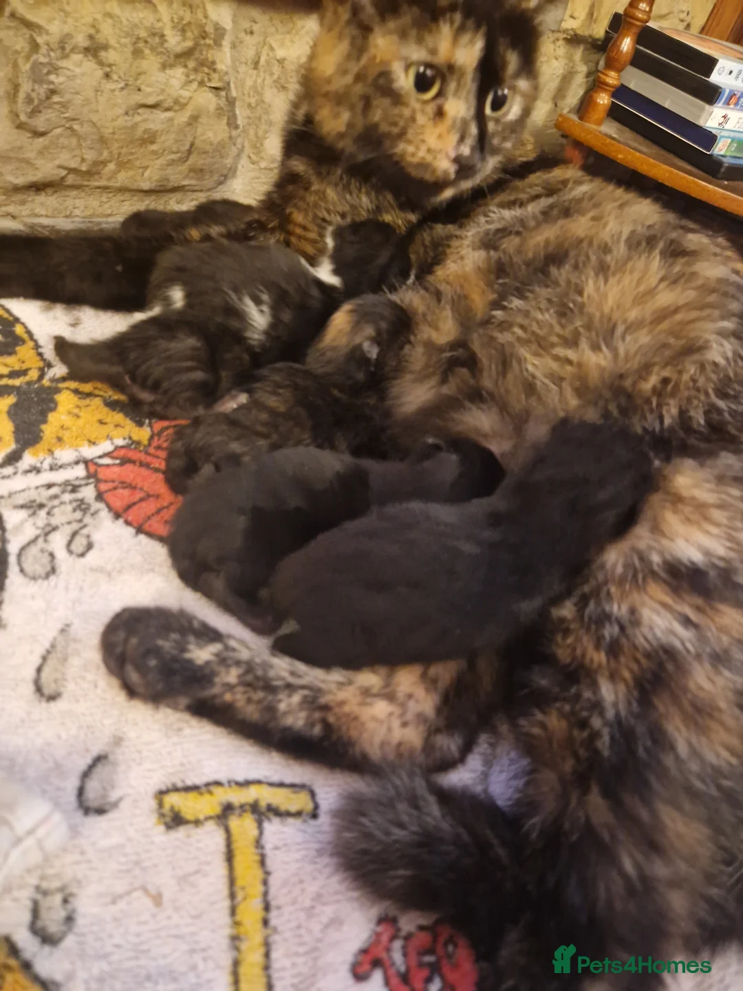 Domestic Shorthair cats for sale: black kittens  - Advert 1