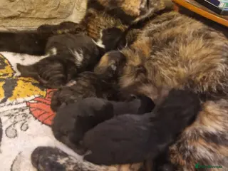 Domestic Shorthair cats black kittens - Advert 6