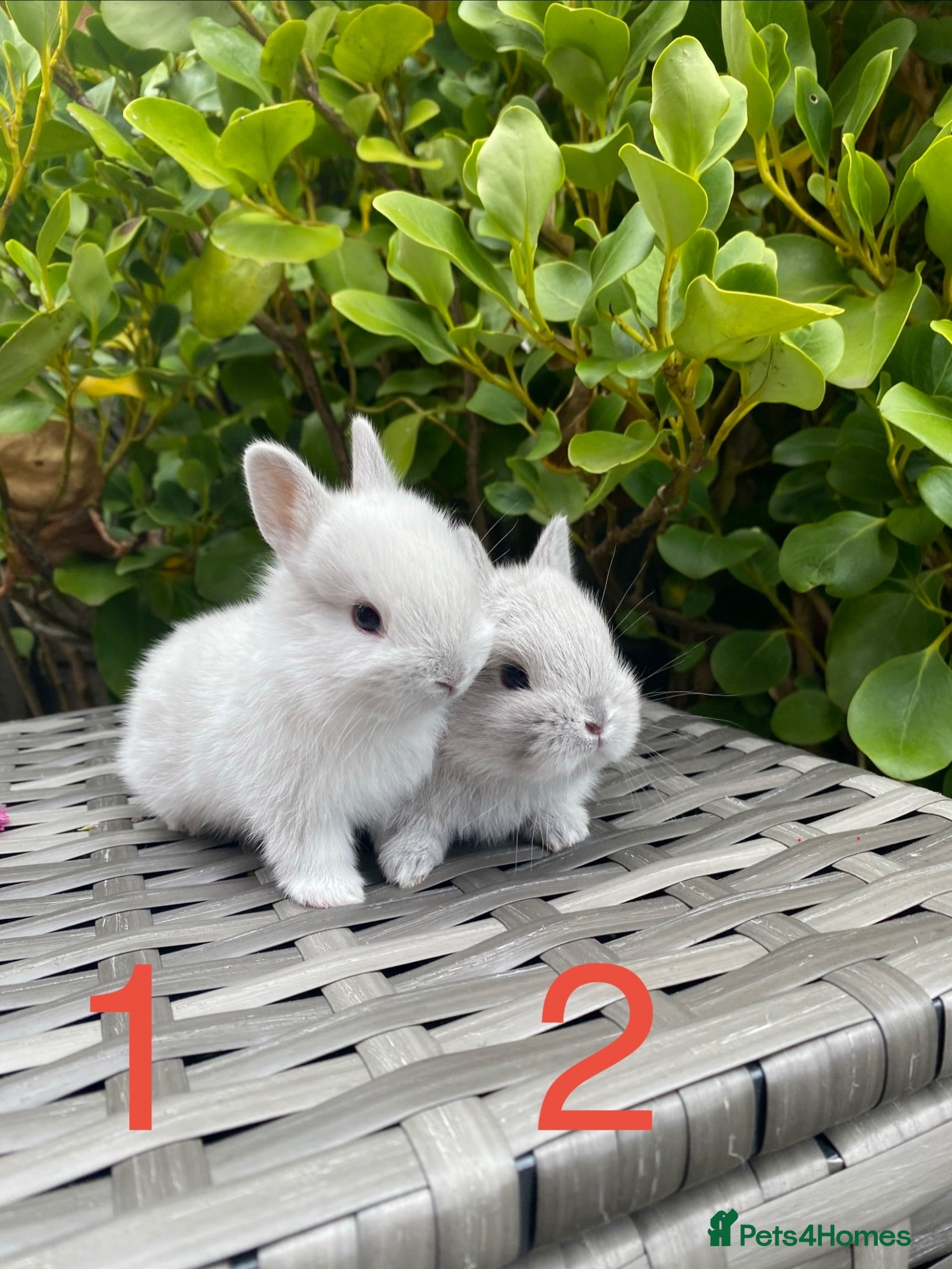 Netherland Dwarf rabbits  Purebred Netherland Dwarf  - Advert 1