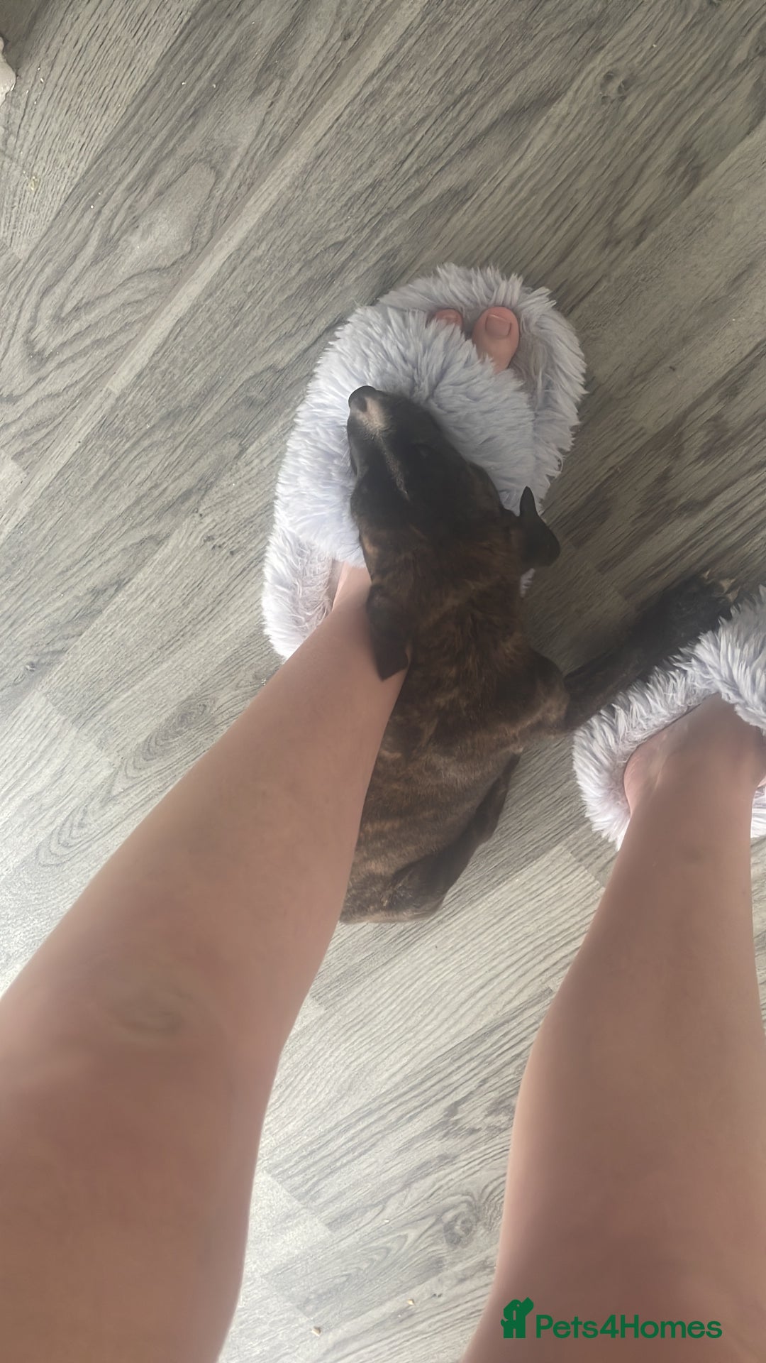 Mixed Breed dogs for sale: Hunter  - Advert 7