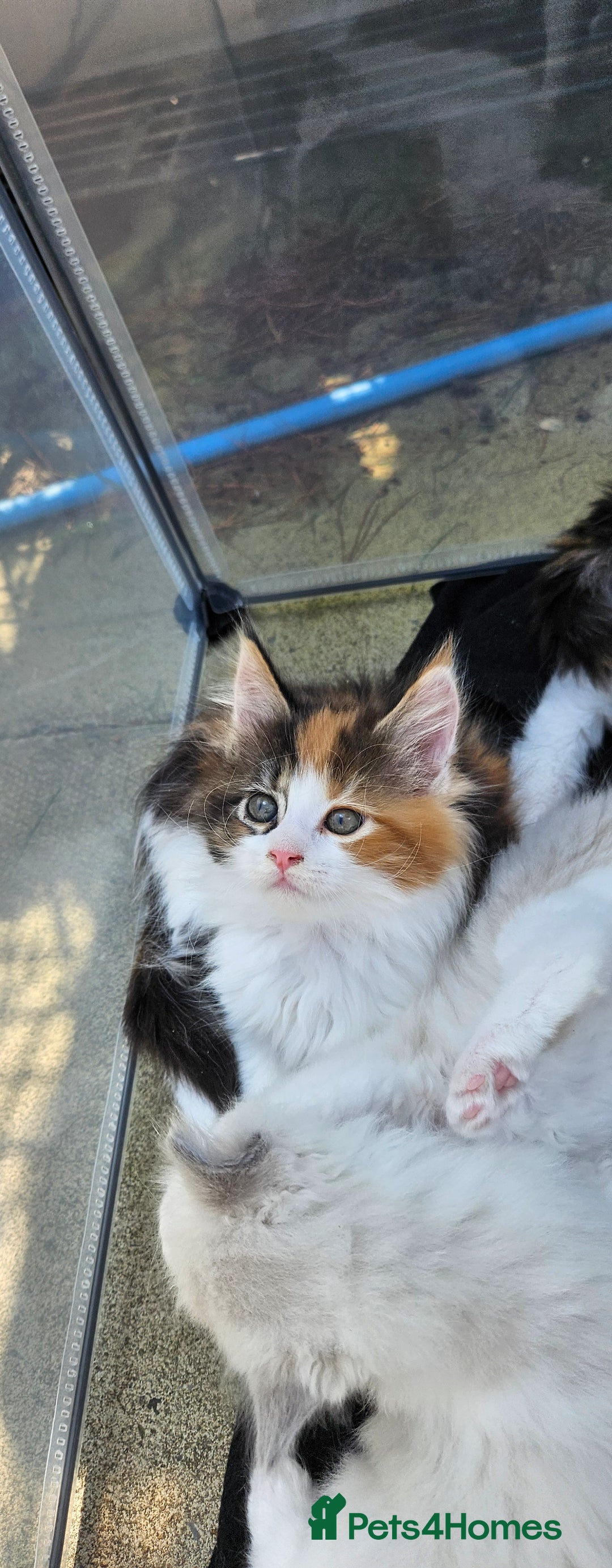 Maine Coon cats for sale: Gccf maincoon kittens. Ready from the 20th Sept  - Image 7