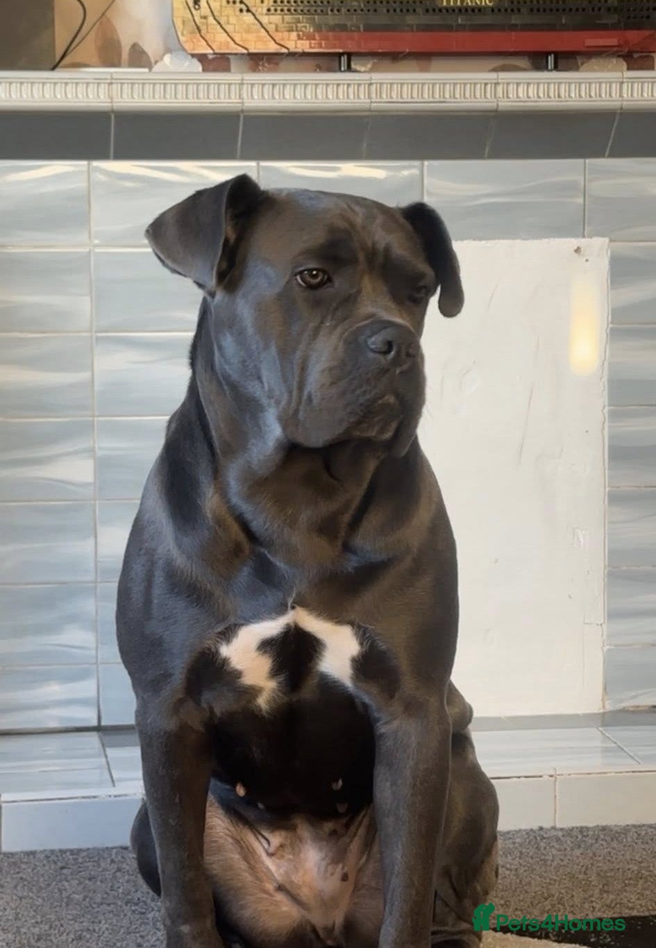 Cane Corso dogs Cane Corso Nahla - Advert 1