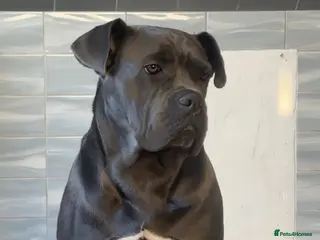 Cane Corso dogs Cane Corso Nahla - Advert 1