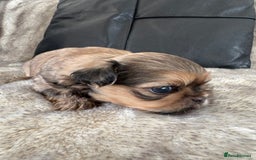 Shih Tzu dogs for sale: Imperial Shihtzu  - Image 6