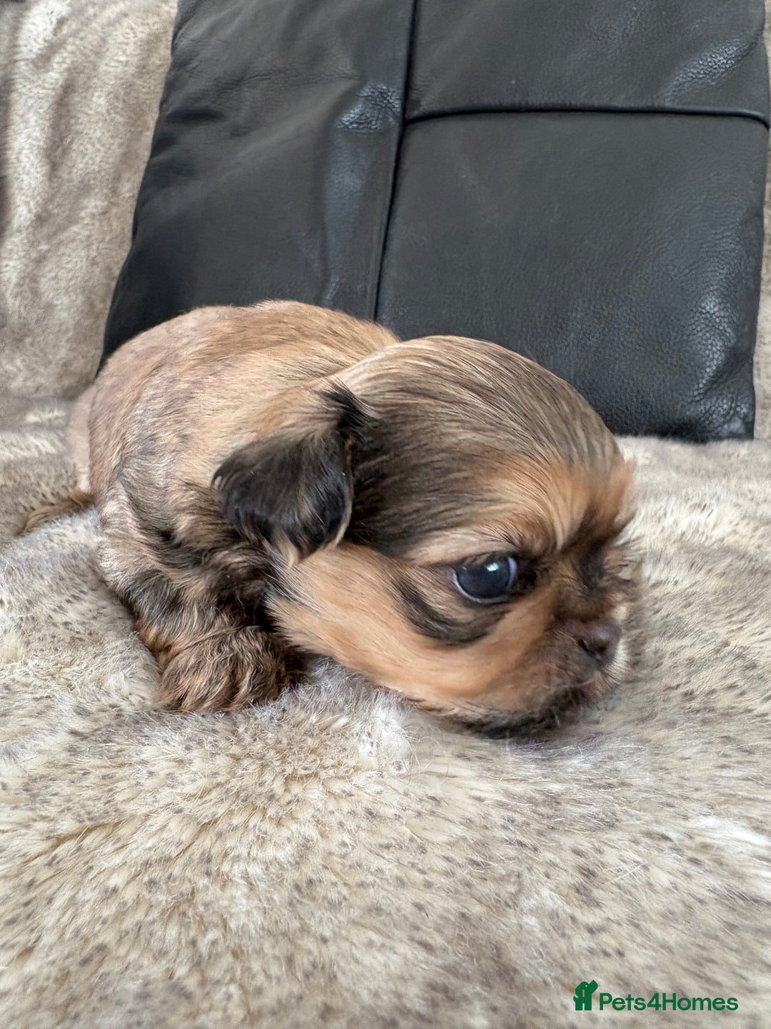 Shih Tzu dogs for sale: Imperial Shihtzu  - Image 6